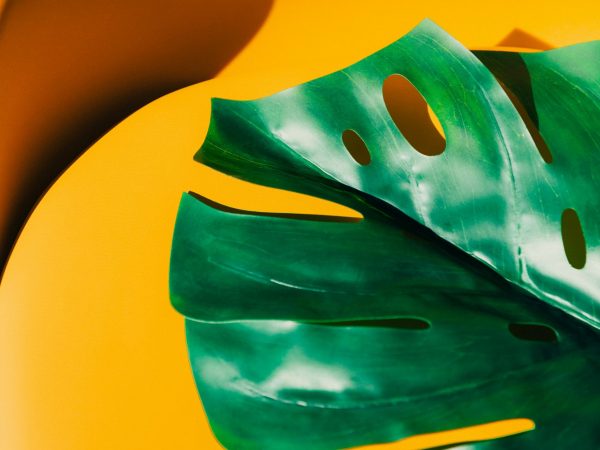 green leaf on orange chair